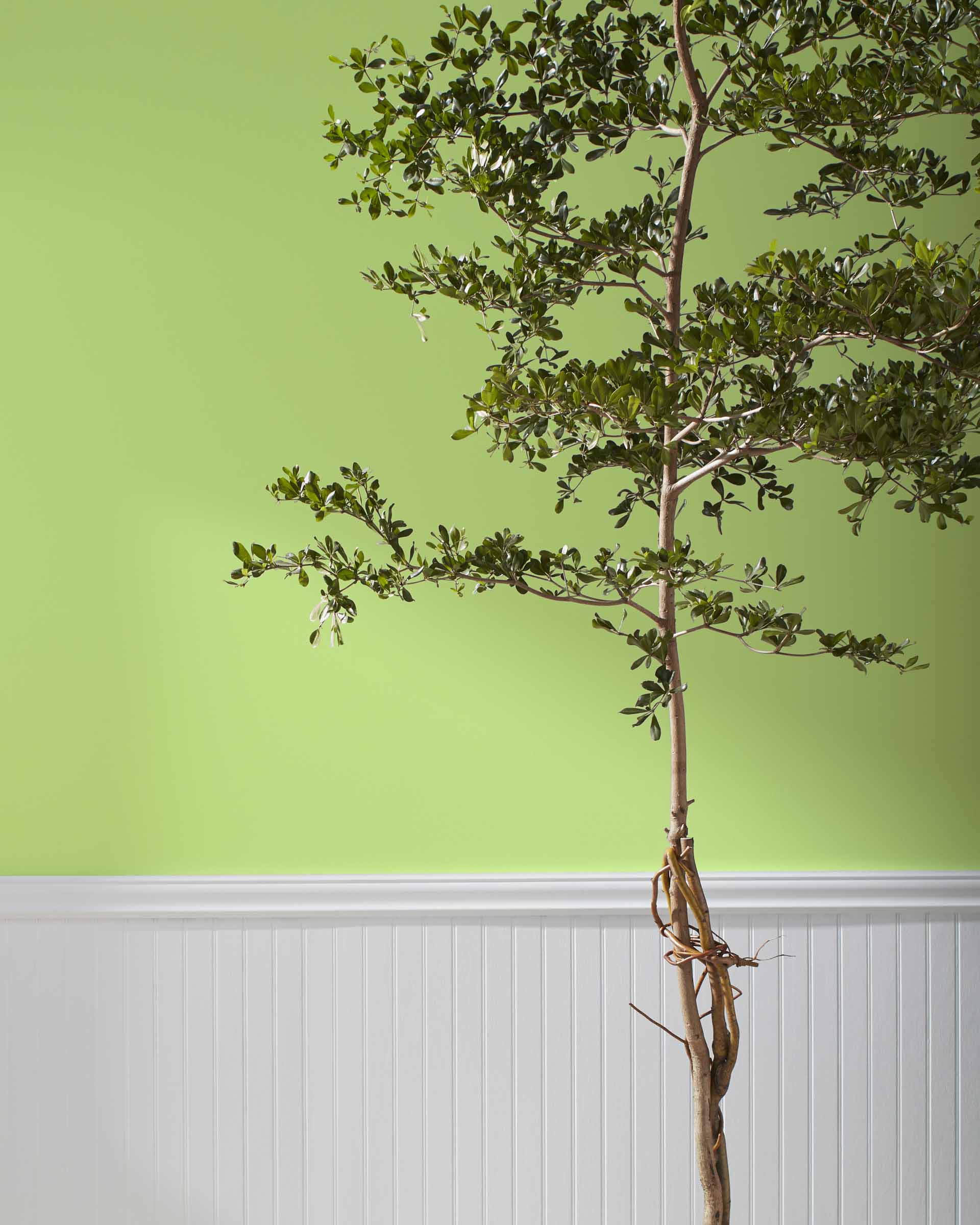 2029-40 Stem Green
