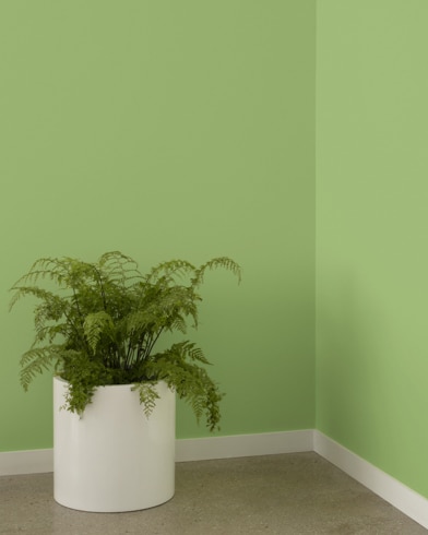 Painted wall with Kiwi 544