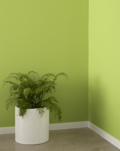 Painted wall with Perennial 405