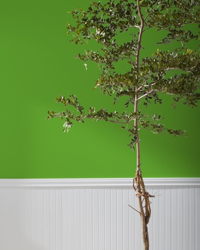 Painted wall with Basil Green 2029-10