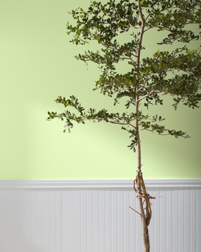 Painted wall with Potpourri Green 2029-50