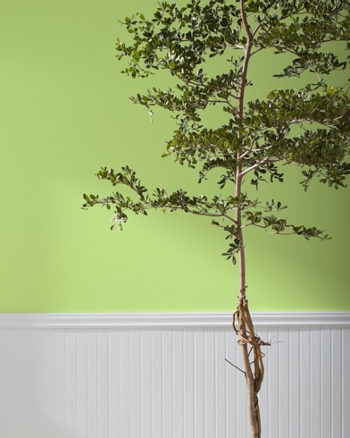 Painted wall with Stem Green 2029-40