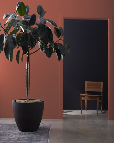 Una gran planta de interior delante de una pared pintada de color Ladrillo de Boston, que da a un pasillo oscuro con una silla de madera.