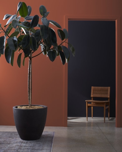 Una gran planta de interior delante de una pared pintada de color Marrón de Caballo Clydesdale, que da a un pasillo oscuro con una silla de madera.