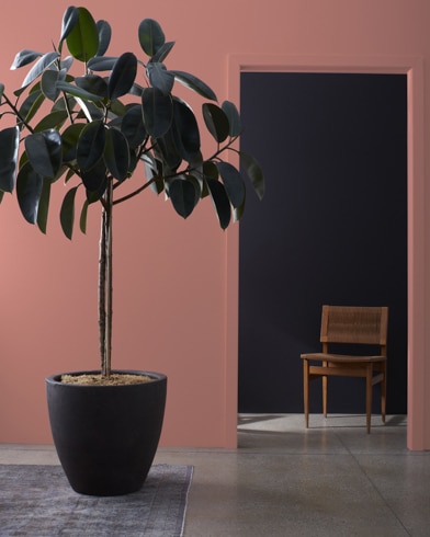Planta de interior grande frente a una pared pintada de color Rosa de Tejas que conduce a un pasillo oscuro con una silla de madera.
