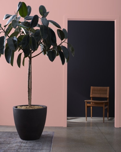 Planta de interior grande frente a una pared pintada en Rosa Titánico, que conduce a un pasillo oscuro con una silla de madera.