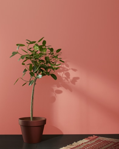 Houseplant in terracotta pot and a rug in front of a Crimson-painted wall. 