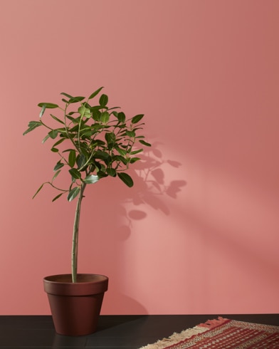 Houseplant in terracotta pot and a rug in front of a Lip Gloss-painted wall. 