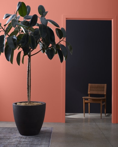 Large houseplant in front of a Carter Red-painted wall, leading to a dark hallway with a wooden chair. 