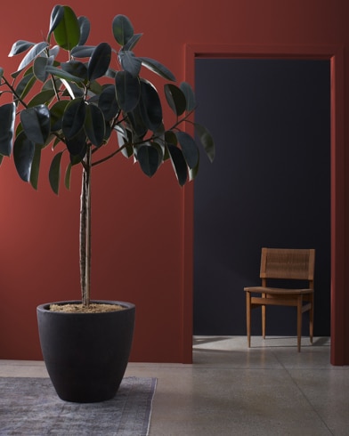 Large houseplant in front of a Cottage Red-painted wall, leading to a dark hallway with a wooden chair. 