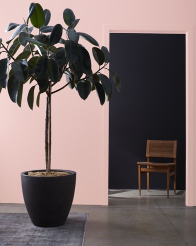 Una gran planta de interior delante de una pared pintada de color Rosado de Georgia, que da a un pasillo oscuro con una silla de madera.