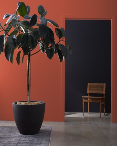 Large houseplant in front of a Grand Canyon Red-painted wall, leading to a dark hallway with a wooden chair. 