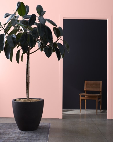 Large houseplant in front of a Strawberry Freeze-painted wall, leading to a dark hallway with a wooden chair. 