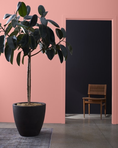 Una gran planta de interior delante de una pared pintada de color Rosado Tierno, que da a un pasillo oscuro con una silla de madera.