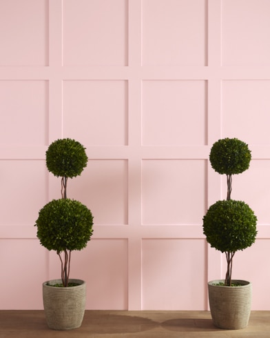 Painted wall with Powder Blush 1338