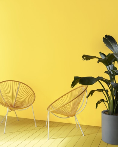 Two decorative semi-circle sitting chairs and a dark green plant sit in front of a Fiesta Yellow-painted wall.