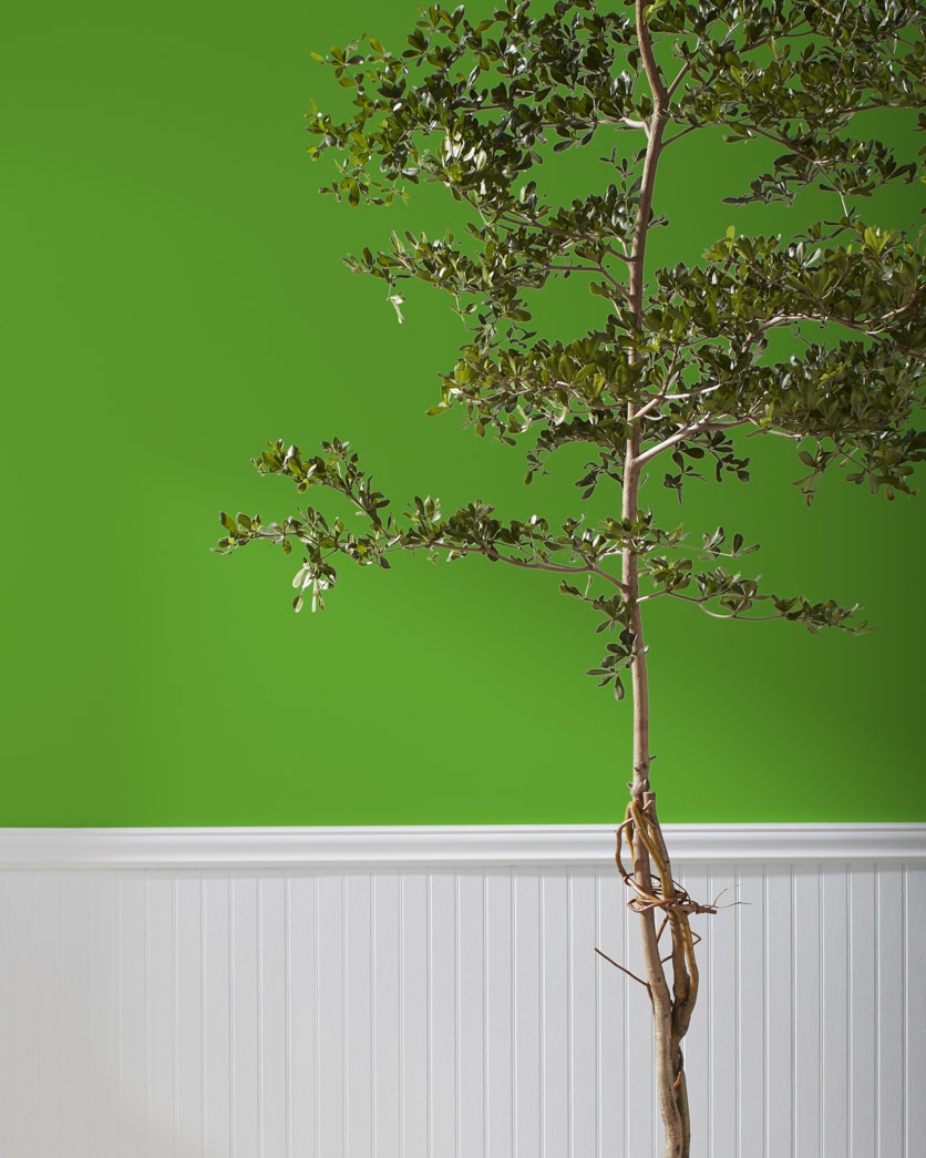 2029-10 Basil Green