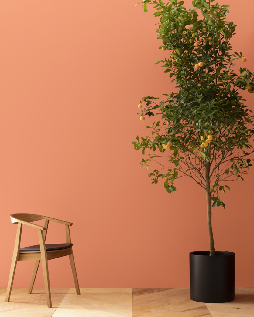 Flamingo Orange 075 | Benjamin Moore