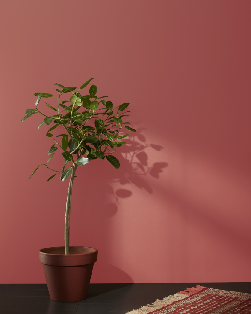 CSP-1165 Cinnabar